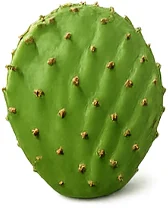 DiabeticXL — nopal (Opuntia)
